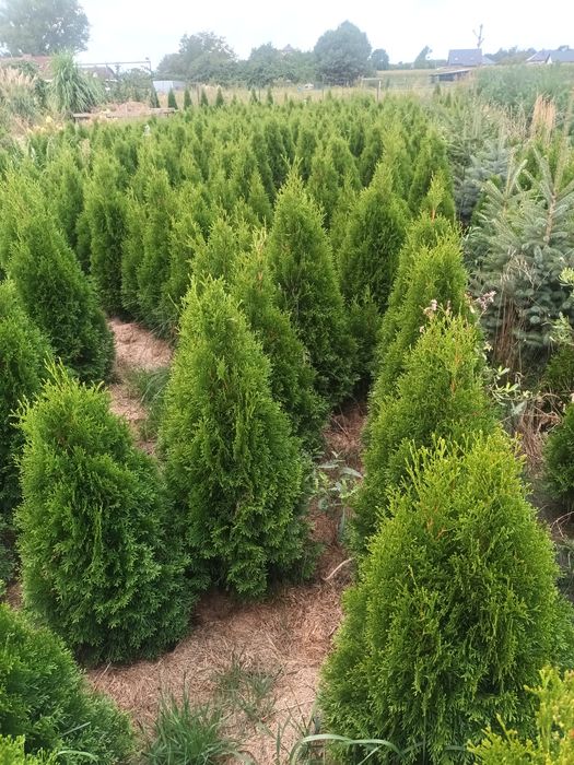Thuja Szmaragd 100-120cm