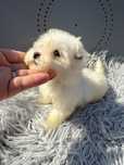 Maltipoo suczka szczeniaki