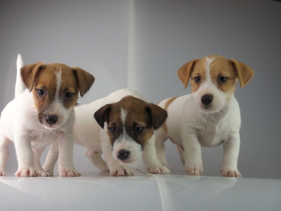 Jack russell  FCI Jakość