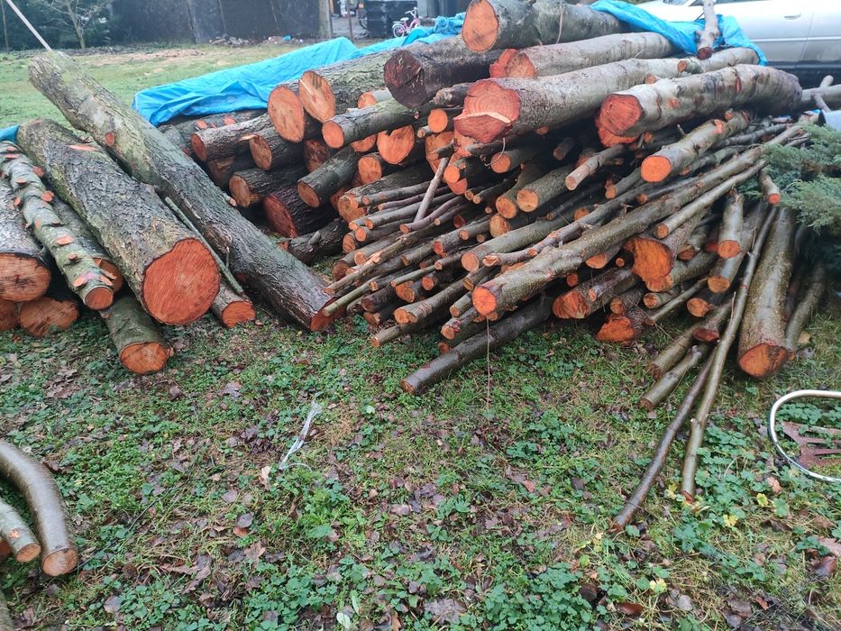 Olcha. Kominkowa jak i drobniejsza