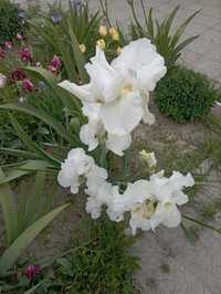 Квіти іриси високі білі