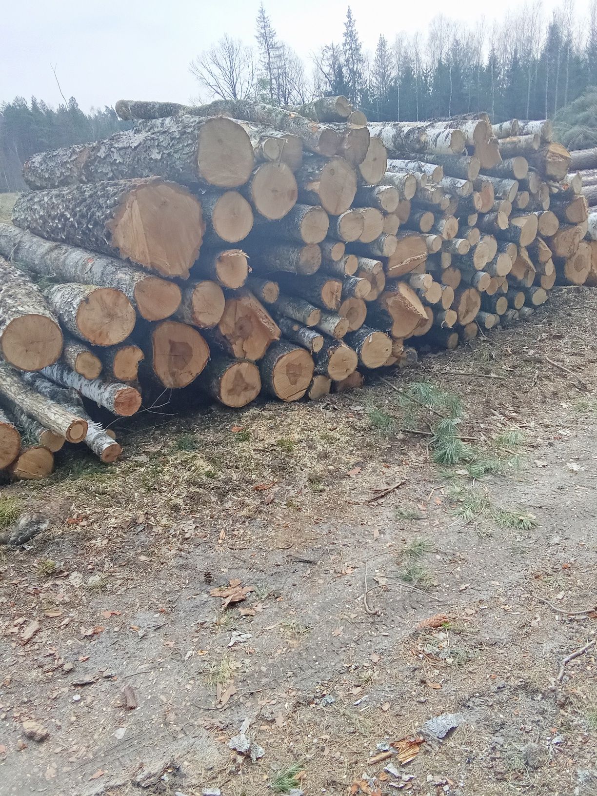 Drewno Opałowe i Kominkowe