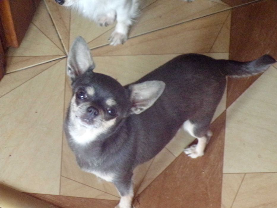 Sprzedam śliczną suczke niebieską chihuahua