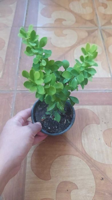 Багаторічні садові рослини