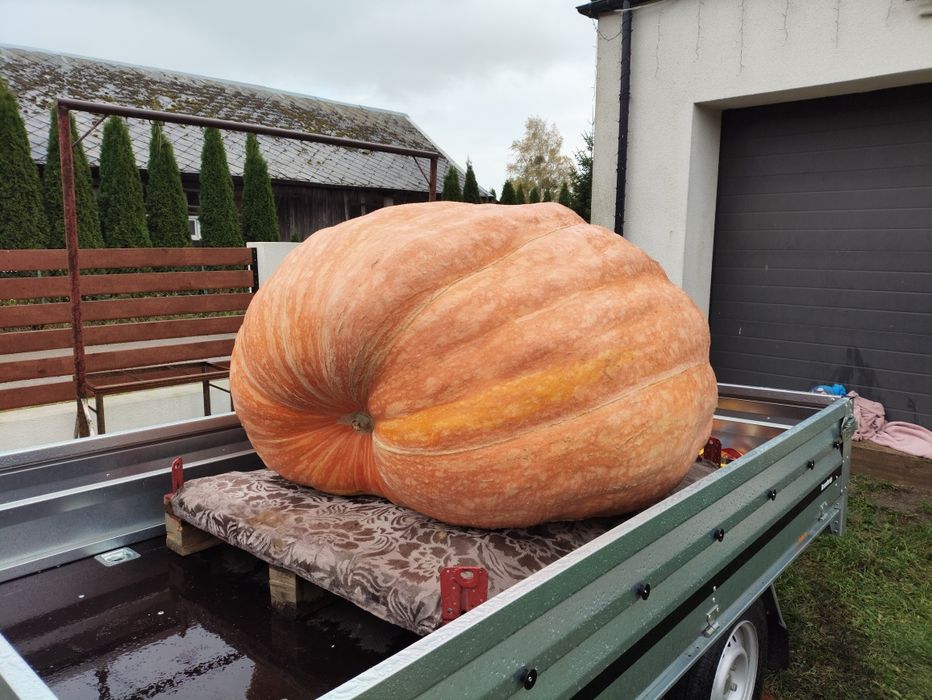 Sprzedam Dynie Gigant