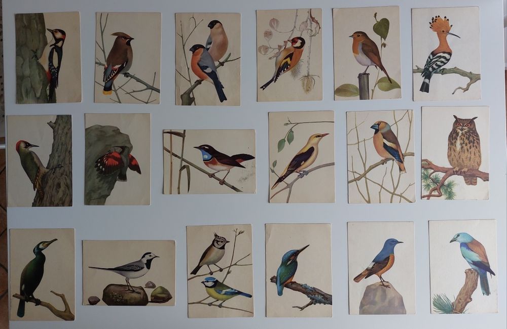 Ptaki chronione w Polsce - seria pocztówek z 1962 r.