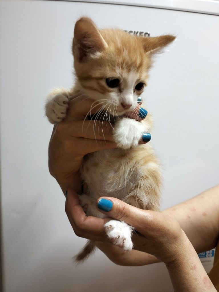Garfield & irmãos para adoção