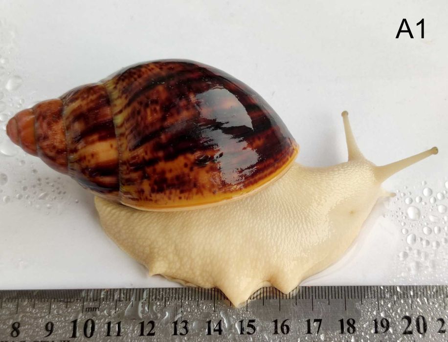 Равлики Архахатіна Сутураліс (акромеланік)