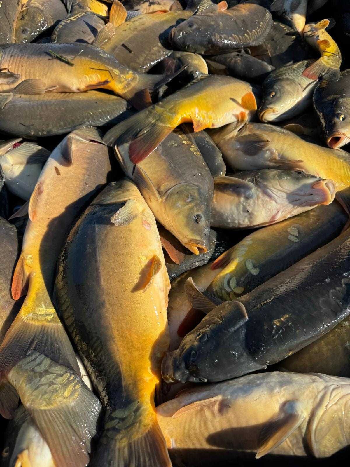 KARP do zarybień stawów i łowisk
