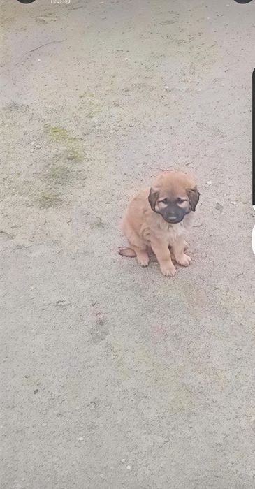 Serra da estrela cachorro