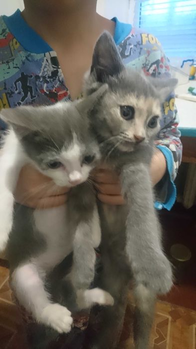 Віддам котят безкоштовно