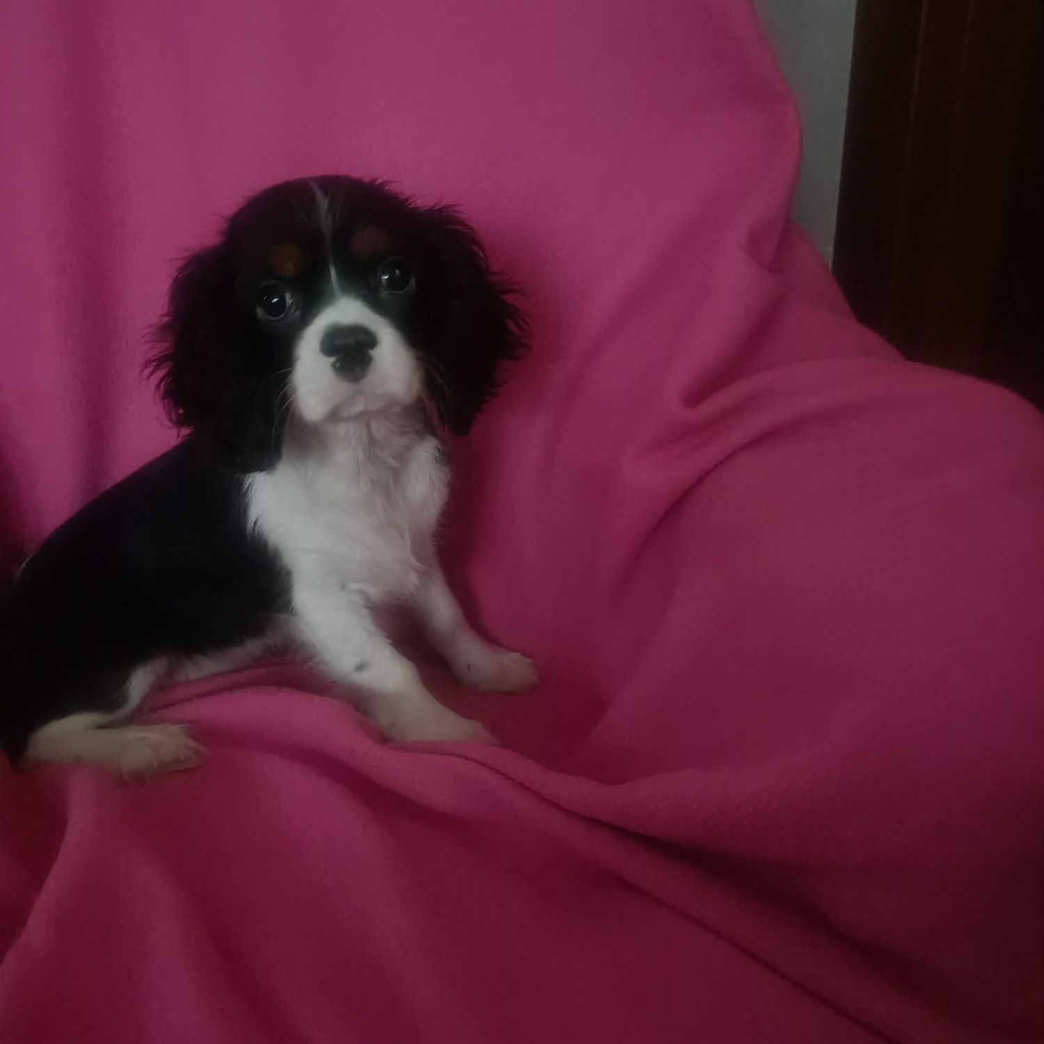 Cavalier King Charles Spaniel cudowny piesek do odbioru