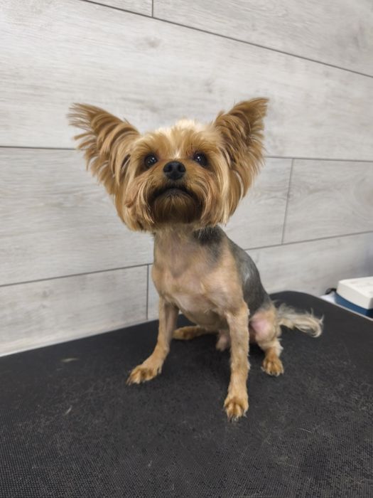 Стрижка котов и собак