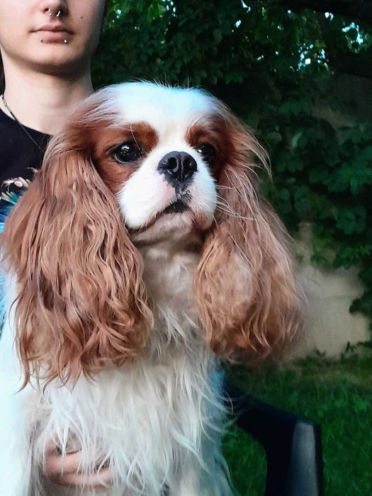 Cavalier King Charles Spaniel  ZKwP FCI malutki piesek MACZEK