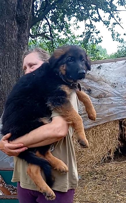 Элитный роскошный щенок .