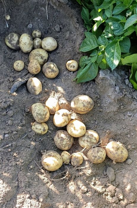 Ziemniaki Odmiany Riviera