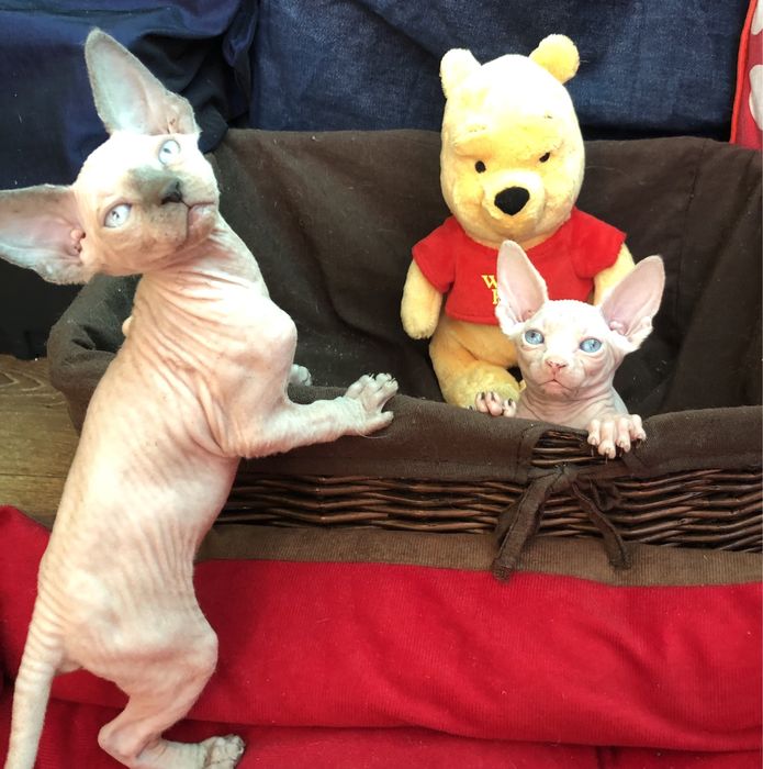 Канадские супердетки