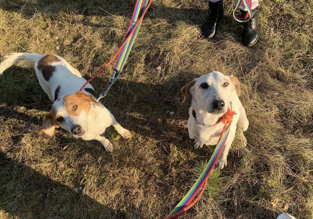 Wygłodzona Hafta zasługuje na lepsze życie