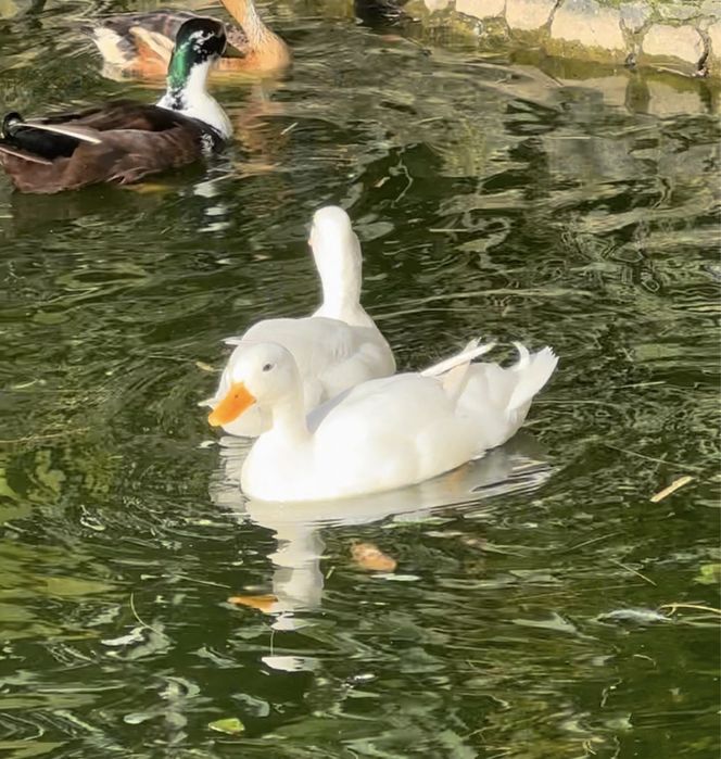 Patos Mignon brancos