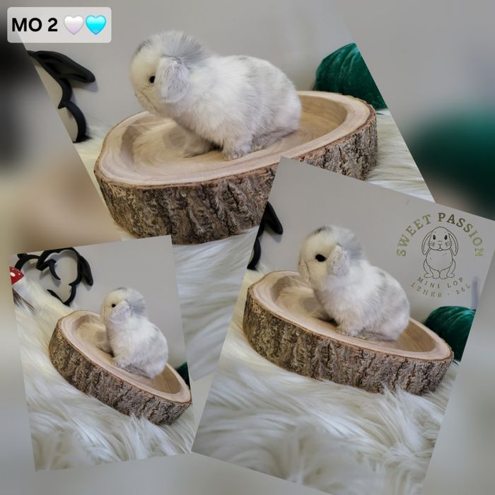 Króliczki Mini Lop WYPRAWKA miniaturki karzełki małe baranki hodowla