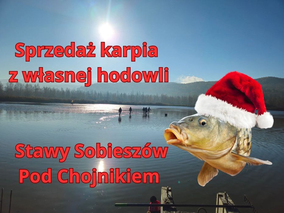 Karp żywy z własnej hodowli