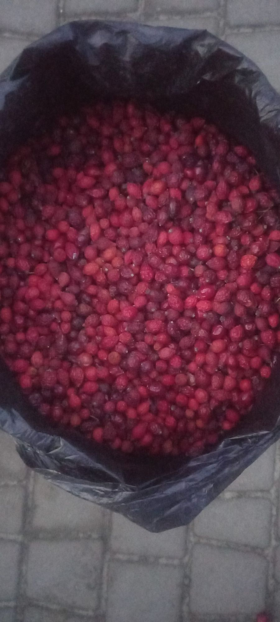 Шипшина висушена  на горищі