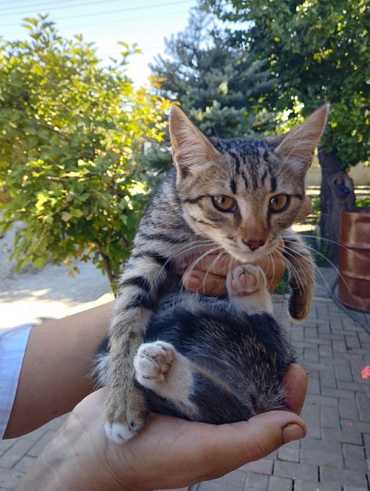 Отдаём 4 котят в хорошие руки