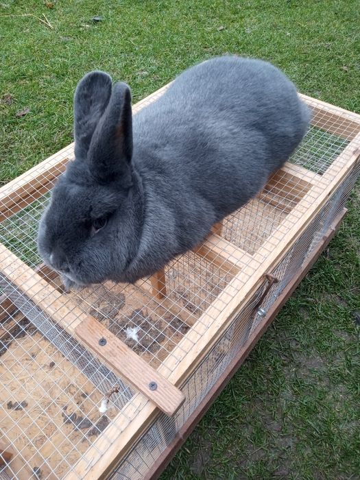 Samica Wiedeńska Niebieska konta