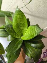 Sansevieria Green Hahnii доросла