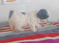 Shih-tzu porte mini,  com LOP