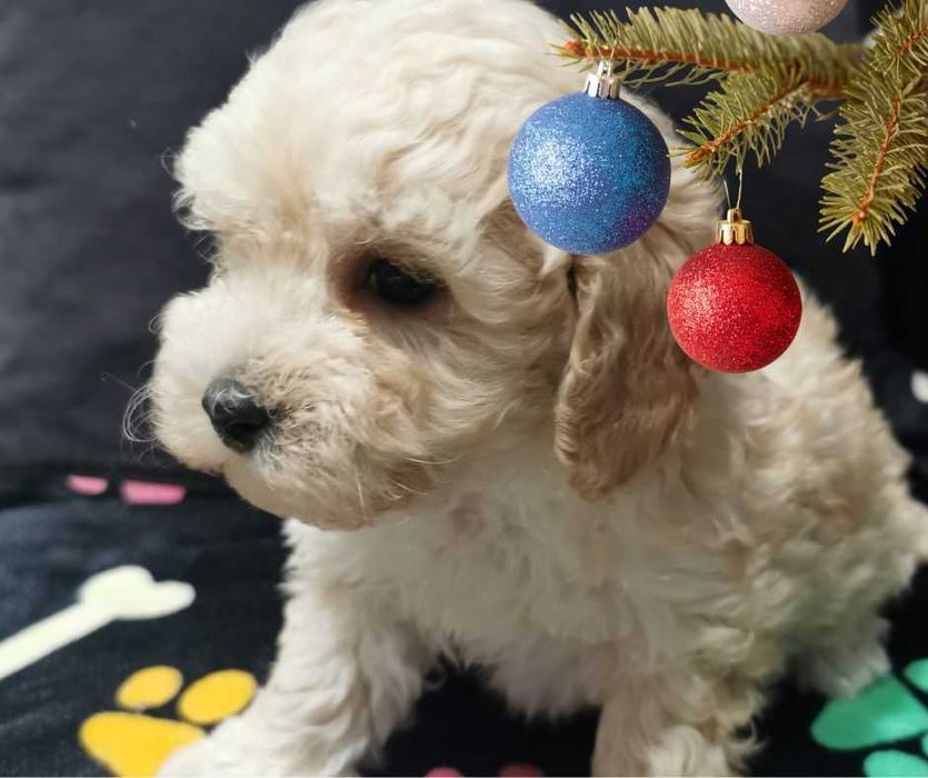 Słodki piesek Maltipoo