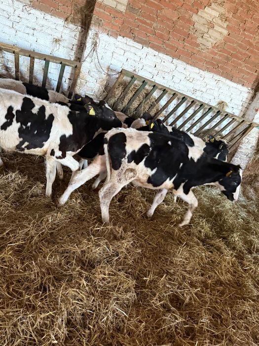 Byki ncb nowa dosatwa