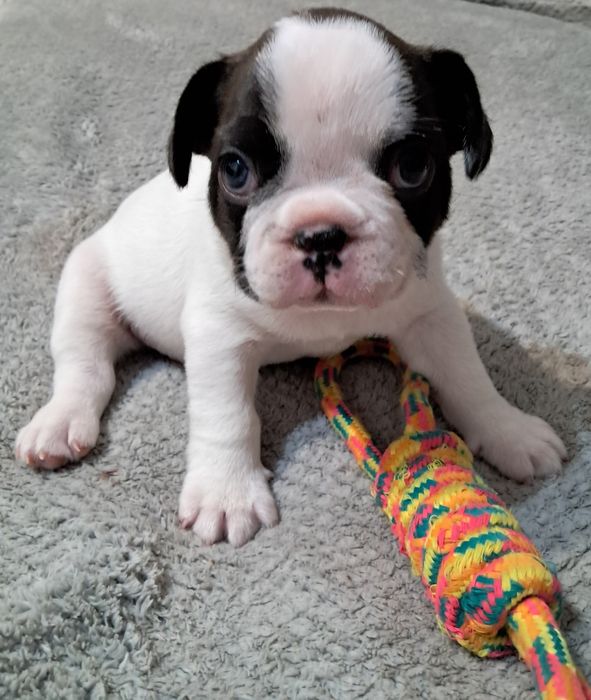 Szczenięta Buldog Francuski chłopiec