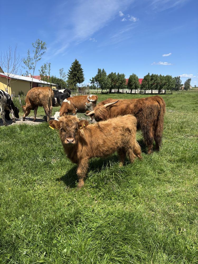 Jałówka Highland cattle / krowy szkockie