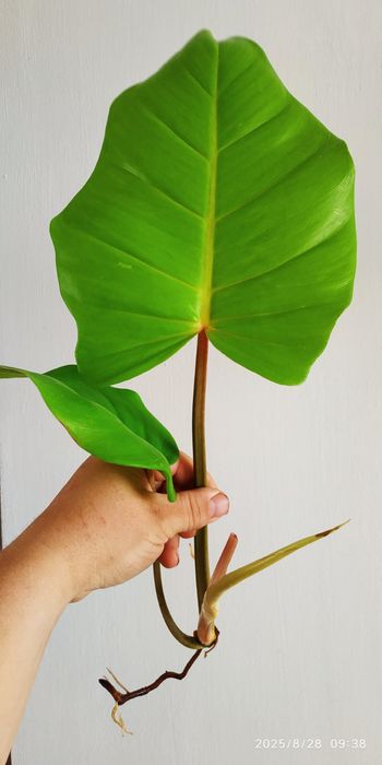 Филодендрон Ло споттед Ring of fire  69686 флоріда бюті альба Ругозум