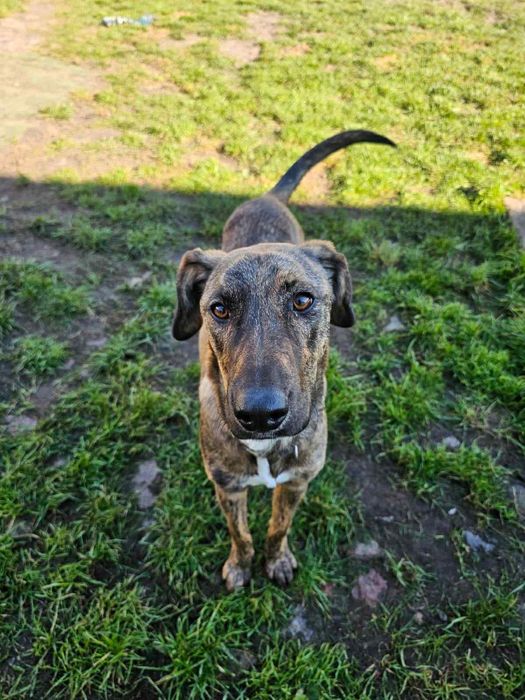 Cudowna ,młodziutka Harper szuka domu.