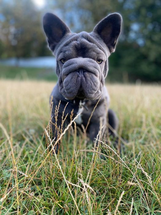 В'язка, Французький бульдог Біг Роп