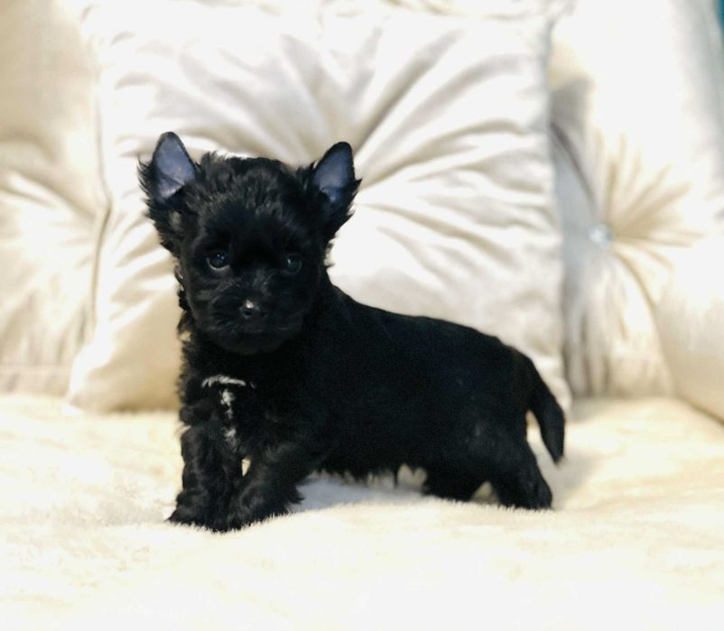 York czarny - nie wybarwi się. Po obojgu czarnych rodzicach.