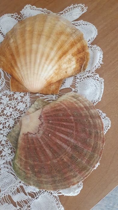 Muszle morskie, piękne, podwójne.