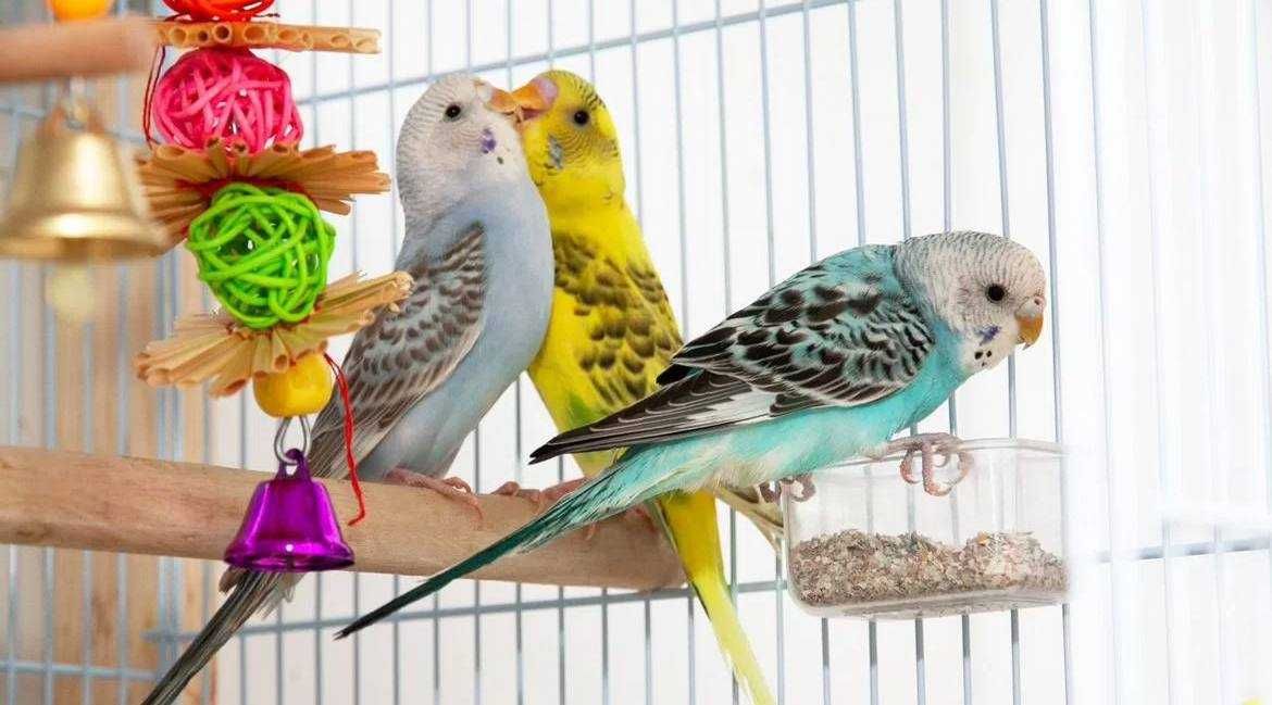 Разноцветные волнистые попугаи