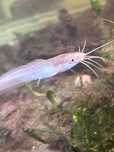 Clarias batrachus Sum Clarias różne kolory (jasne, ciemne, w łatki)