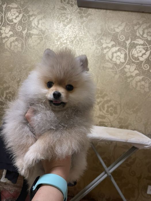 Померанский шпиц мальчик