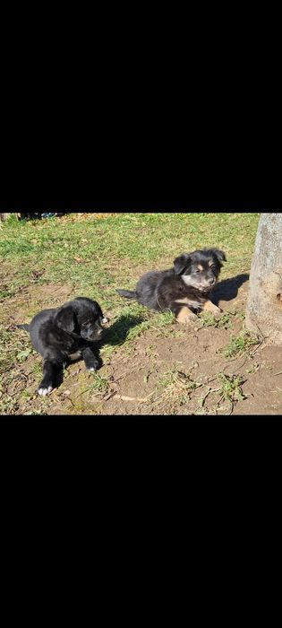 Oddam za darmo 3 małe pieski