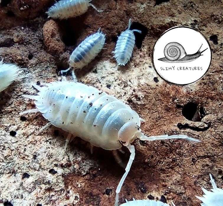 Porcellio laevis white ekipa sprzątająca isopody prosionki 10 szt