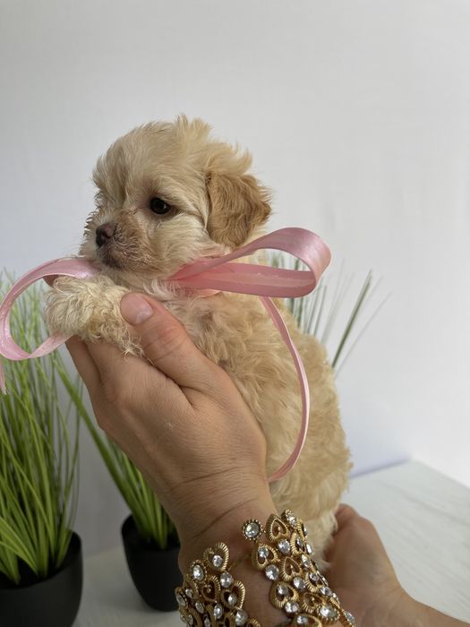 VIP Мальтипу F1  — Ваша майбутня подружка або друг вже чекає