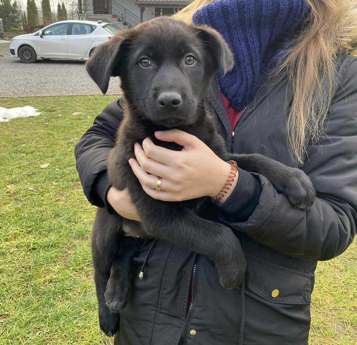 Szczeniak Sunia 8 tygodni - możliwy dowóz do Krakowa w środę 3 grudnia