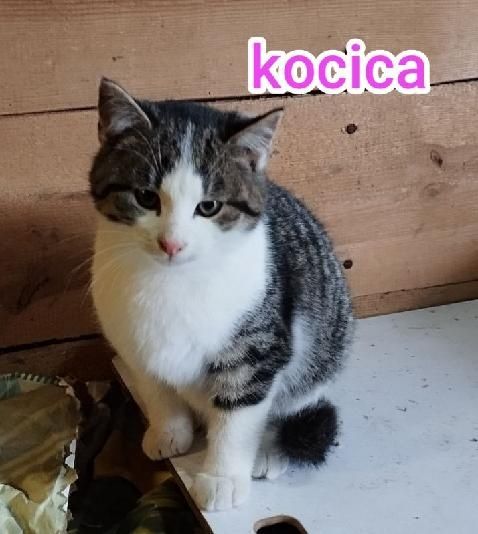 Koty kotki kot oddam w dobre ręce