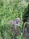 Szczeniaki w Typie Amstaff