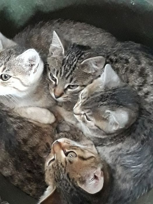 Młode kotki oddam w dobre ręce