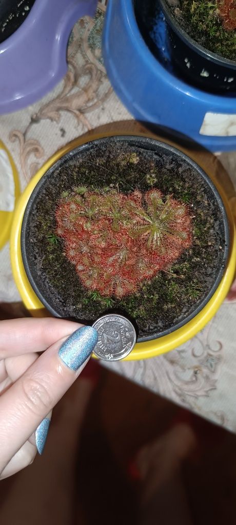 Росянка Drosera spatulata